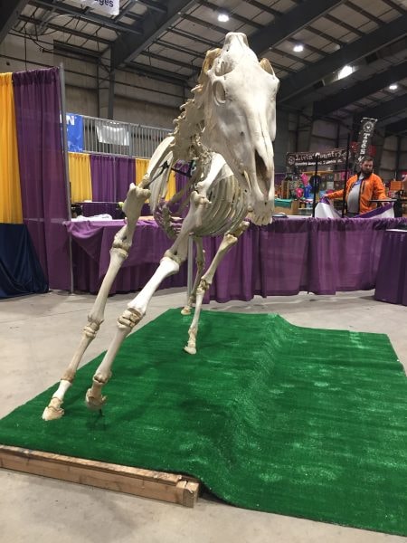 Equine skeleton at exhibition