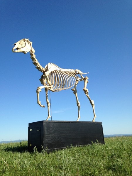 Articulated horse skeleton sculpture outdoors