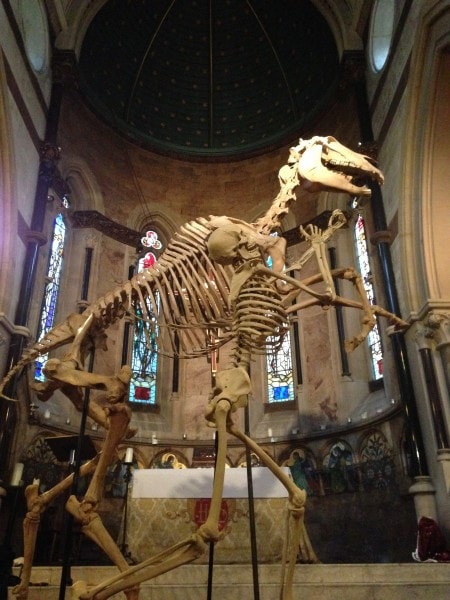 Horse skeleton installed in St. Barnabas chapel, London 2014