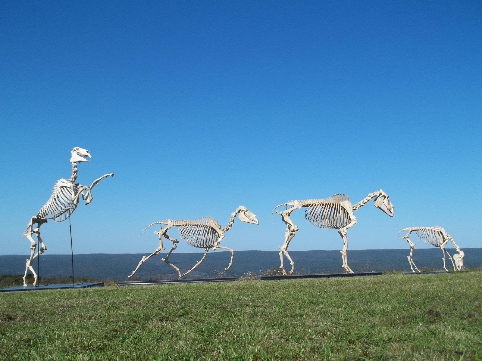 Public Lecture: Horseshoeing, Forging & Skeleton Display