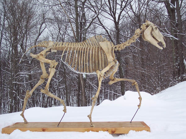 Trotting equine skeleton