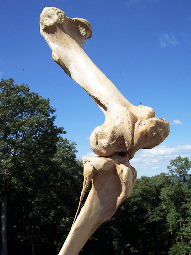 Equine skeleton in pose