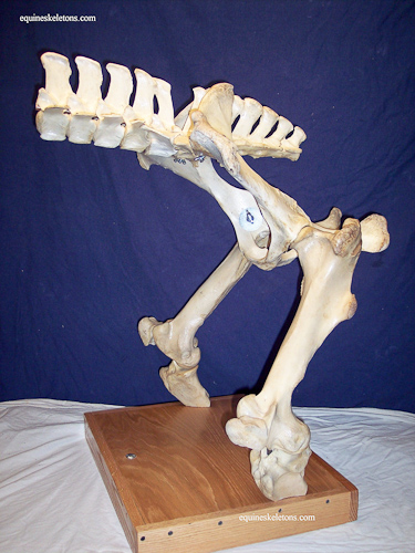Equine skeleton anatomy display