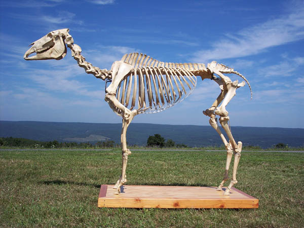 Equine skeleton at event