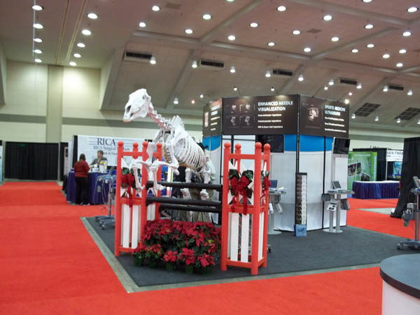 Equine skeleton at AAEP 2010