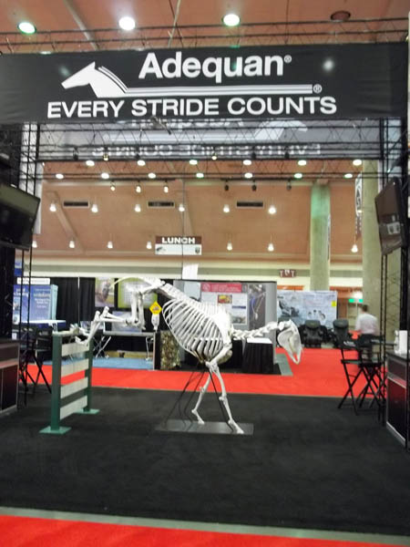 Equine skeleton display at AAEP