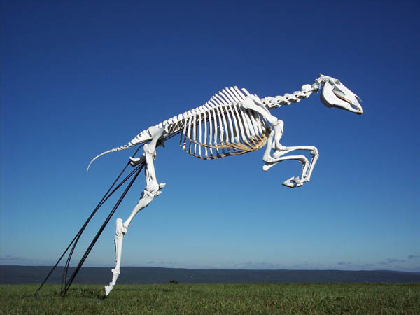 Equine skeleton mount